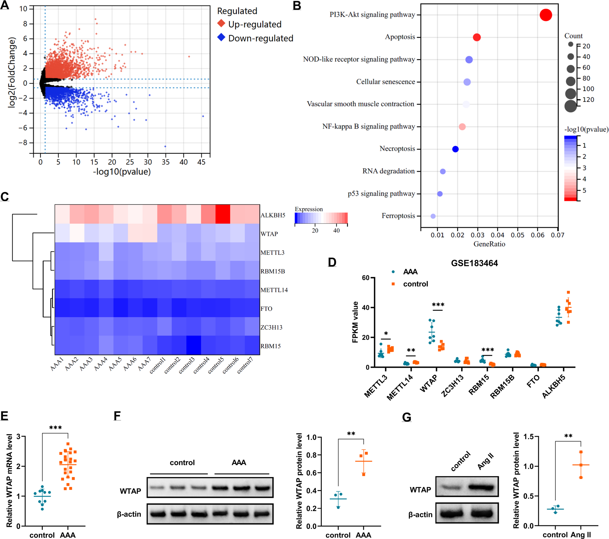 WTAP Silencing protects human aortic smooth muscle cells from angiotensin II-induced senescence, apoptosis, ferroptosis, and inflammation by regulating PCSK9