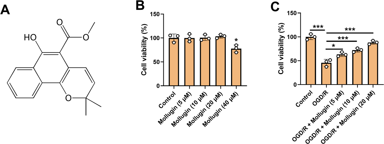 Mollugin attenuates oxygen-glucose deprivation/reperfusion-induced brain microvascular endothelial cell death and permeability through activation of BDNF/TrkB-modulated Akt pathway