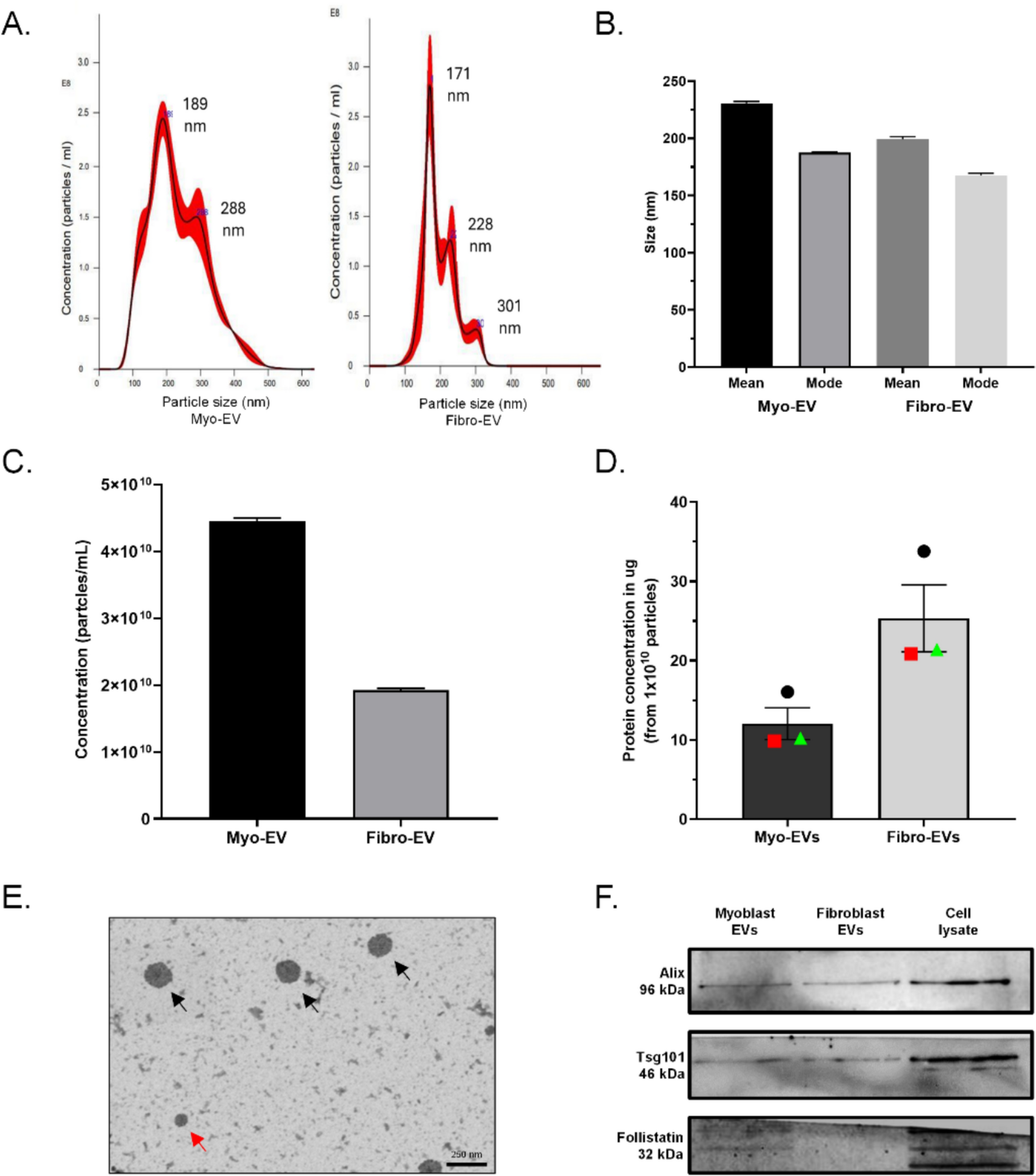 Myoblast and fibroblast derived small extracellular vesicles differentially affect myoblast migration dynamics