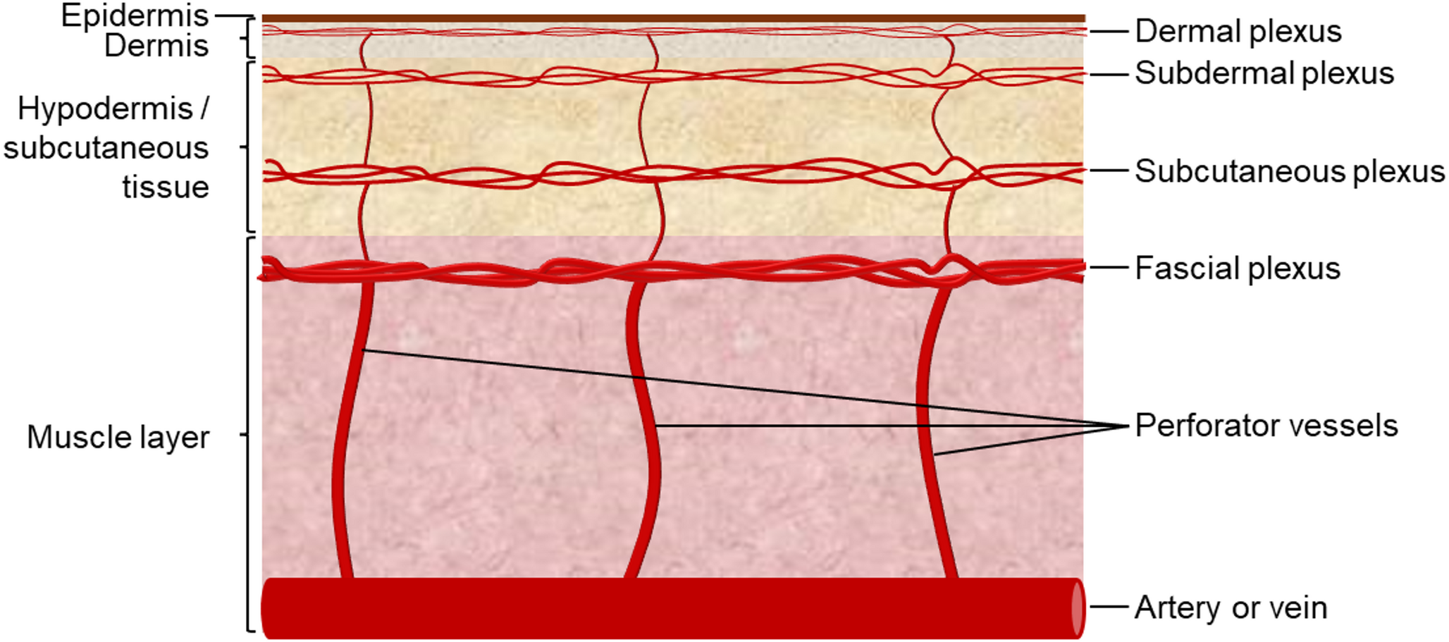 Smooth muscle cells from skin perforator vessels as a new tool for vascular research