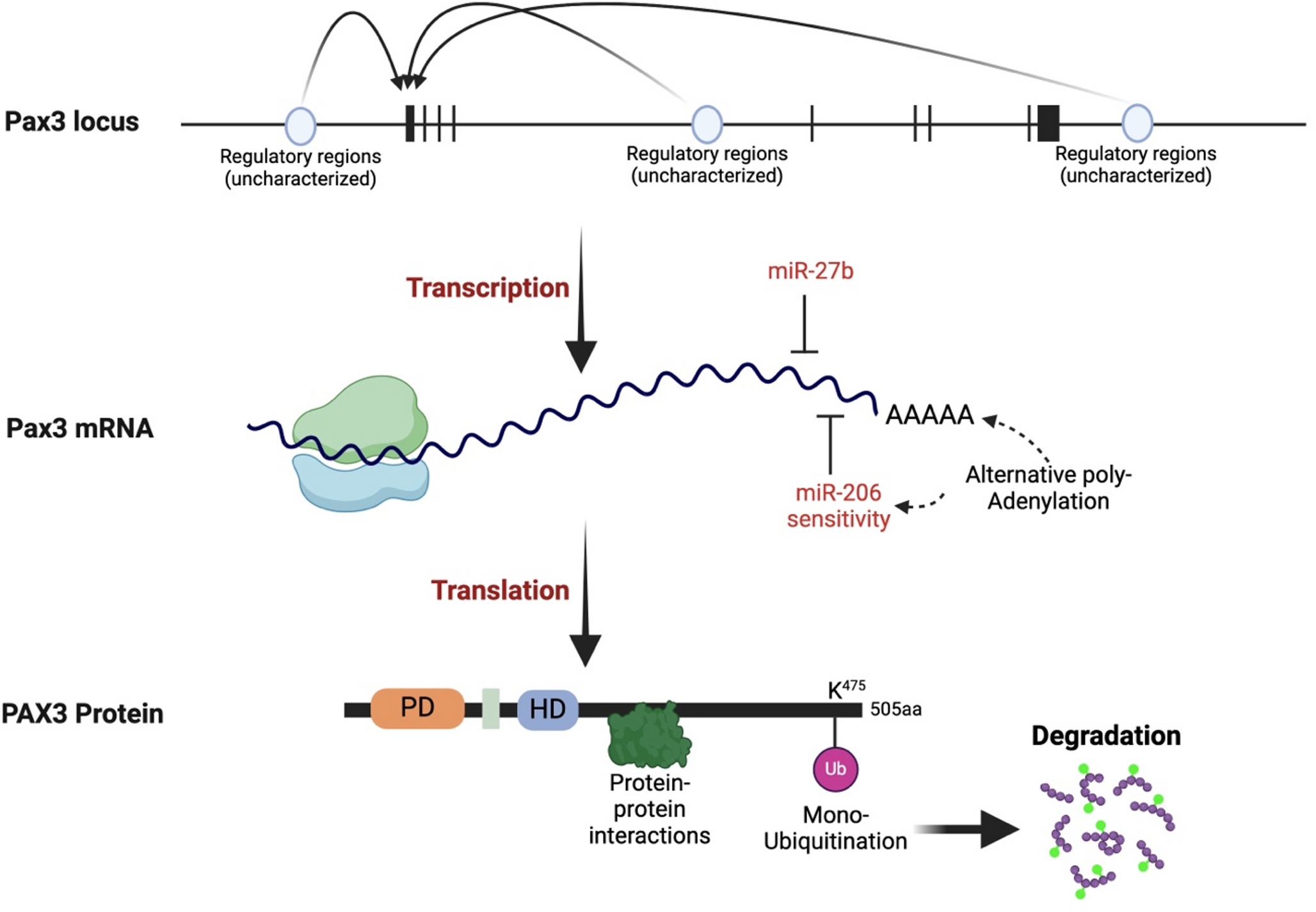 Regulation and function of Pax3 in muscle stem cell heterogeneity and stress response