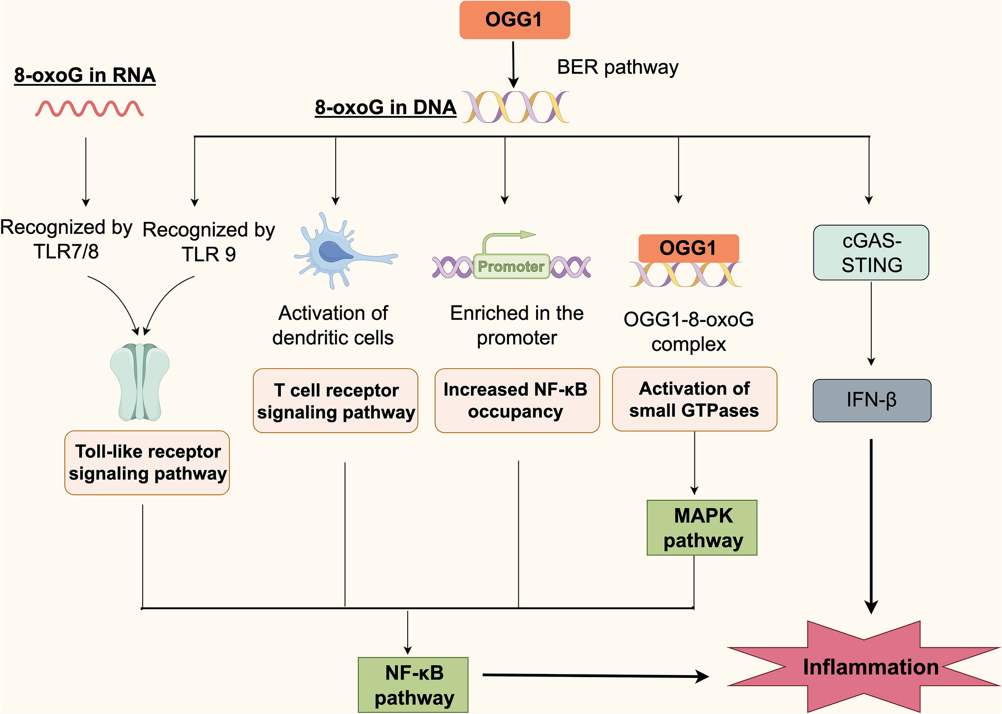 Unveiling the vital role of OGG1 in inflammation, vascular endothelial damage, and cell death in obstetric and gynecological diseases