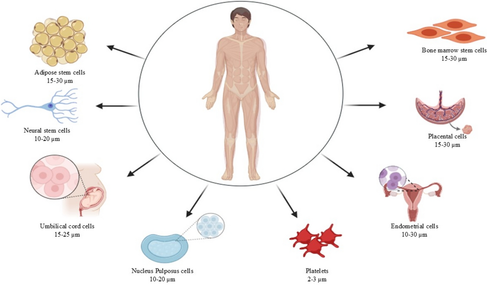 Exosome Therapy: A Promising Avenue for Treating Intervertebral Disc Degeneration