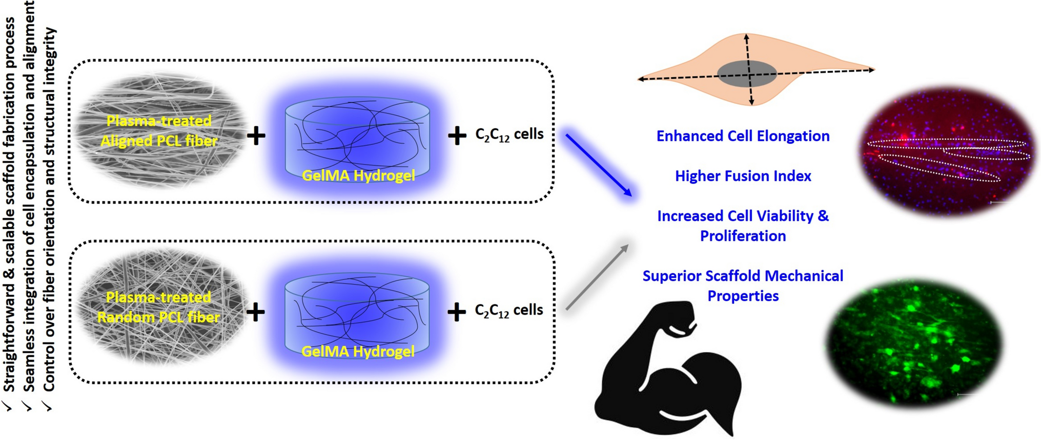 Fabrication and Characterization of Electrospun PCL/GelMA Composite Scaffolds for Muscle Tissue Engineering