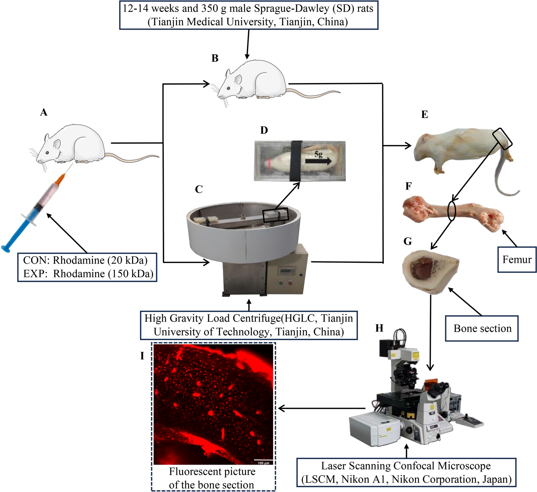 Effect of Solute Molecular Weights on Mass Transfer within the Rat Lacunar-Canalicular System under Gravity