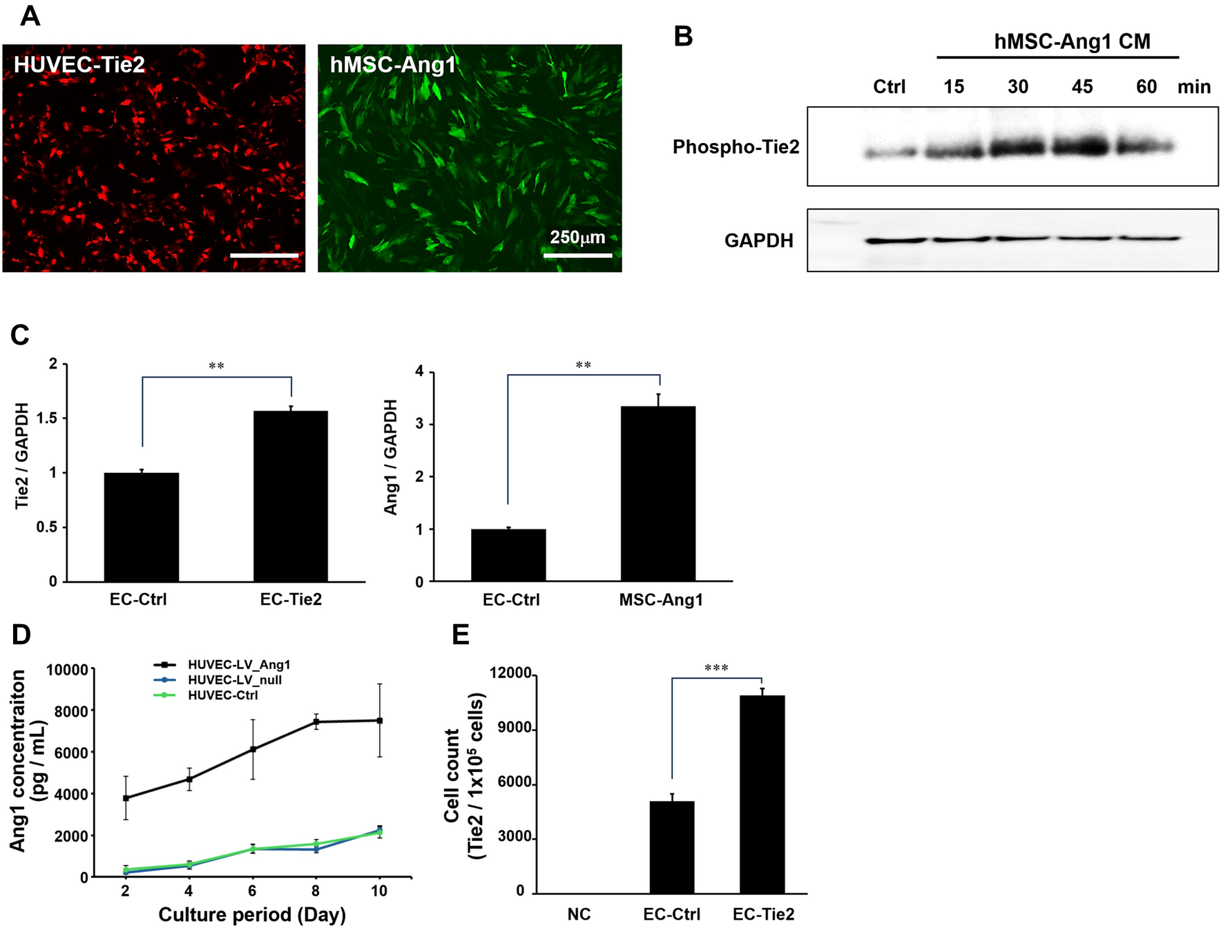 Angiopoietin-1 and Tie2-Based Dual Cell Therapy Enhances Antiangiogenic Barrier Function in a Retina-Mimetic Model for Neovascular Retinal Disease