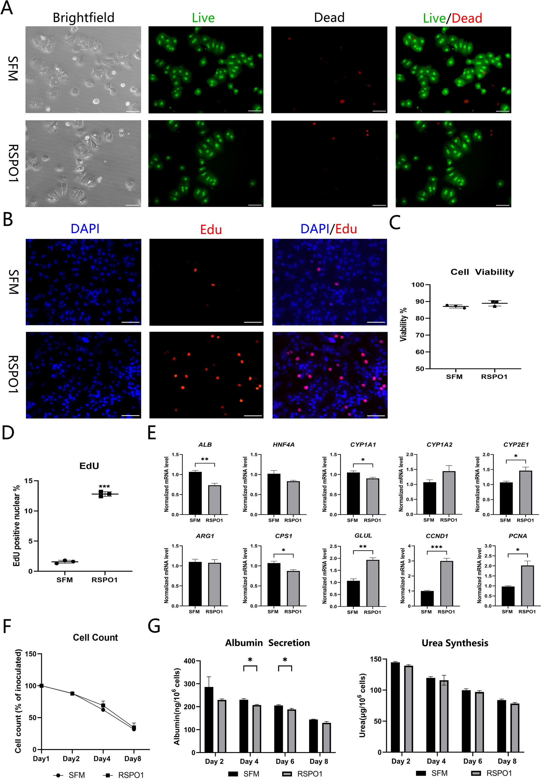 Enhancing Long-Term Survival and Self-Renewal of Primary Hepatocytes via Rapid Spheroid Formation Using Rocker System through Co-Culturing with HUVEC Over-Expressing RSPO1