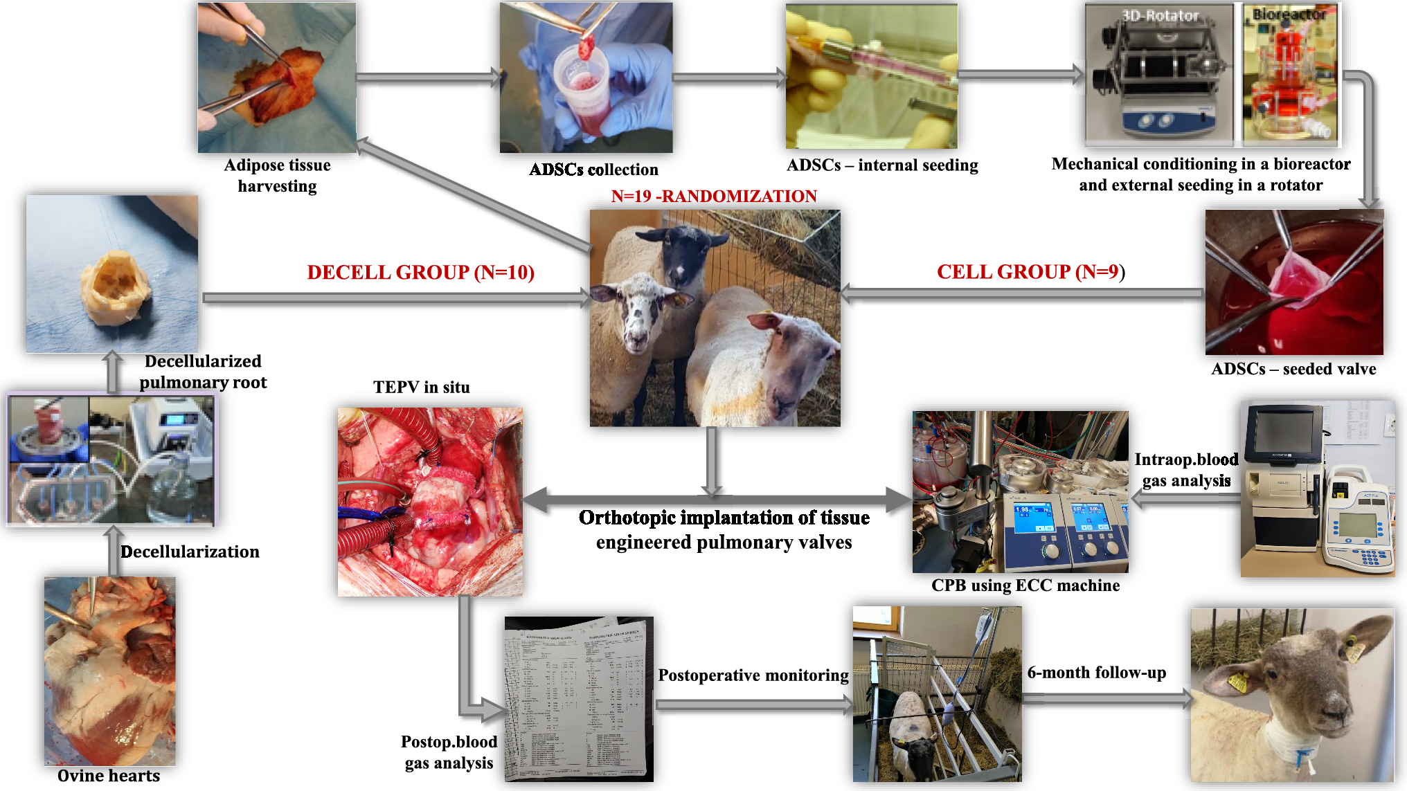 Short- and Medium-Term Surgical Outcomes of Tissue-Engineered Pulmonary Valve Replacement in Sheep