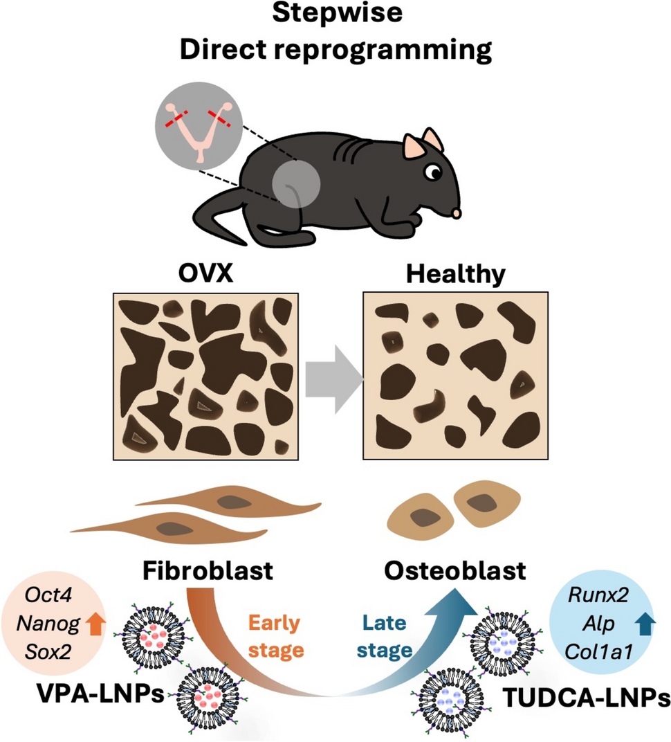 Stepwise Administration of Bone-Targeted Lipid Nanoparticles Encapsulating Valproic Acid and TUDCA Facilitates  Direct Reprogramming for Osteoporosis Treatment