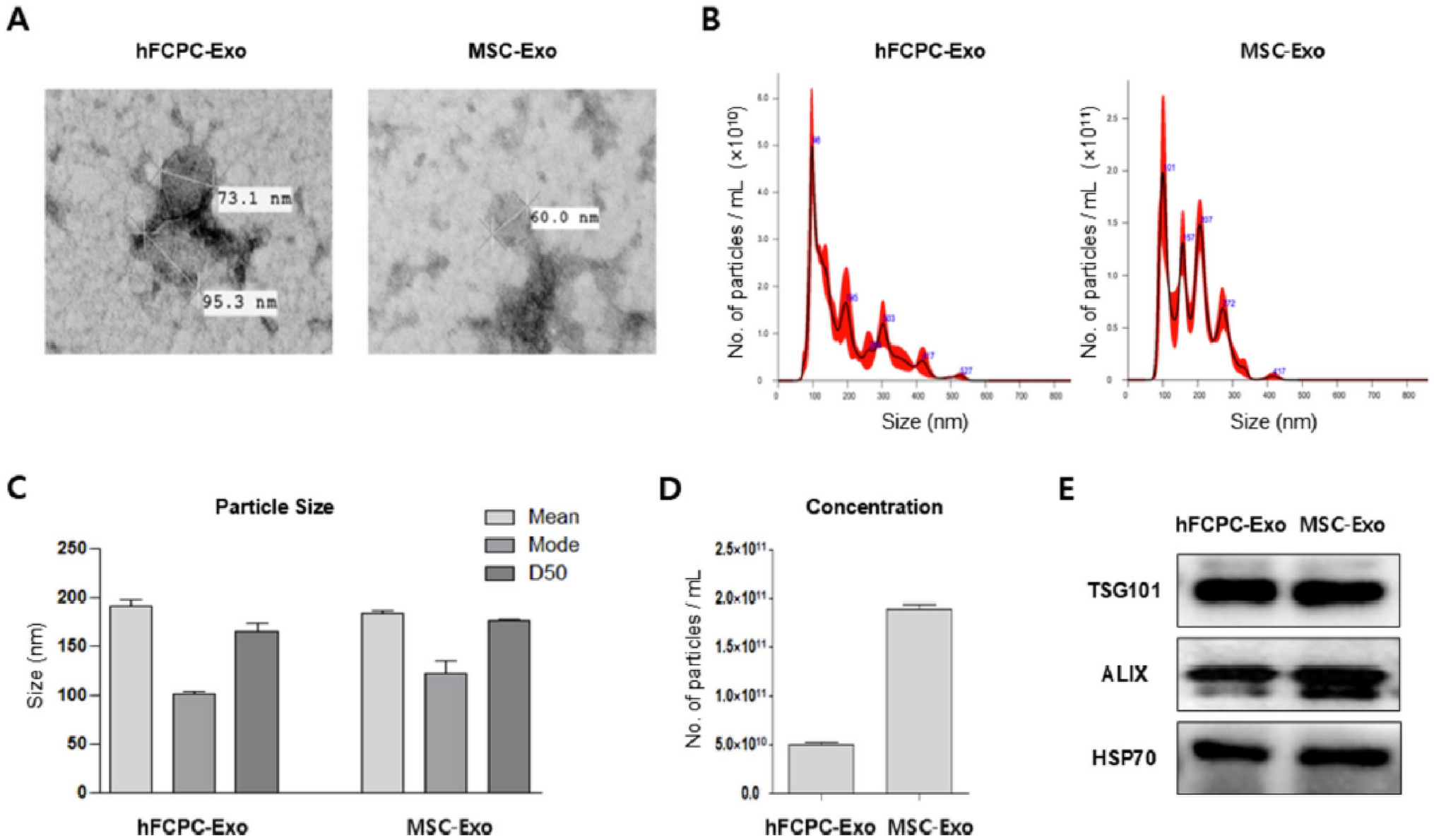 Correction: Exosomes of Human Fetal Cartilage Progenitor Cells (hFCPCs) Inhibited Interleukin-1β (IL-1β)-Induced Osteoarthritis Phenotype via miR-125b-5p