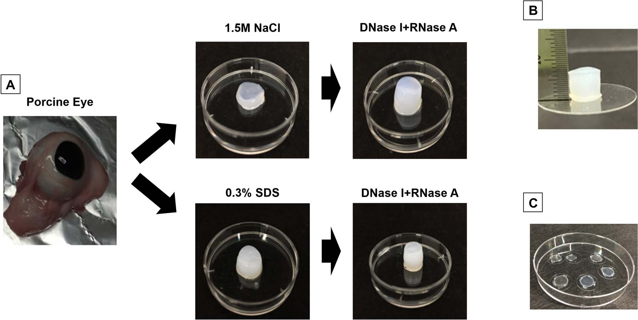 Corneal Endothelium Regeneration with Decellularized Porcine Corneal Extracellular Matrix Scaffolds