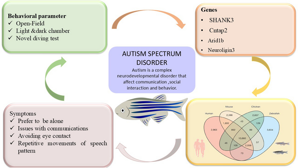 Zebrafish as a tool for autism research: unraveling the roles of , and  in synaptic and behavioral abnormalities