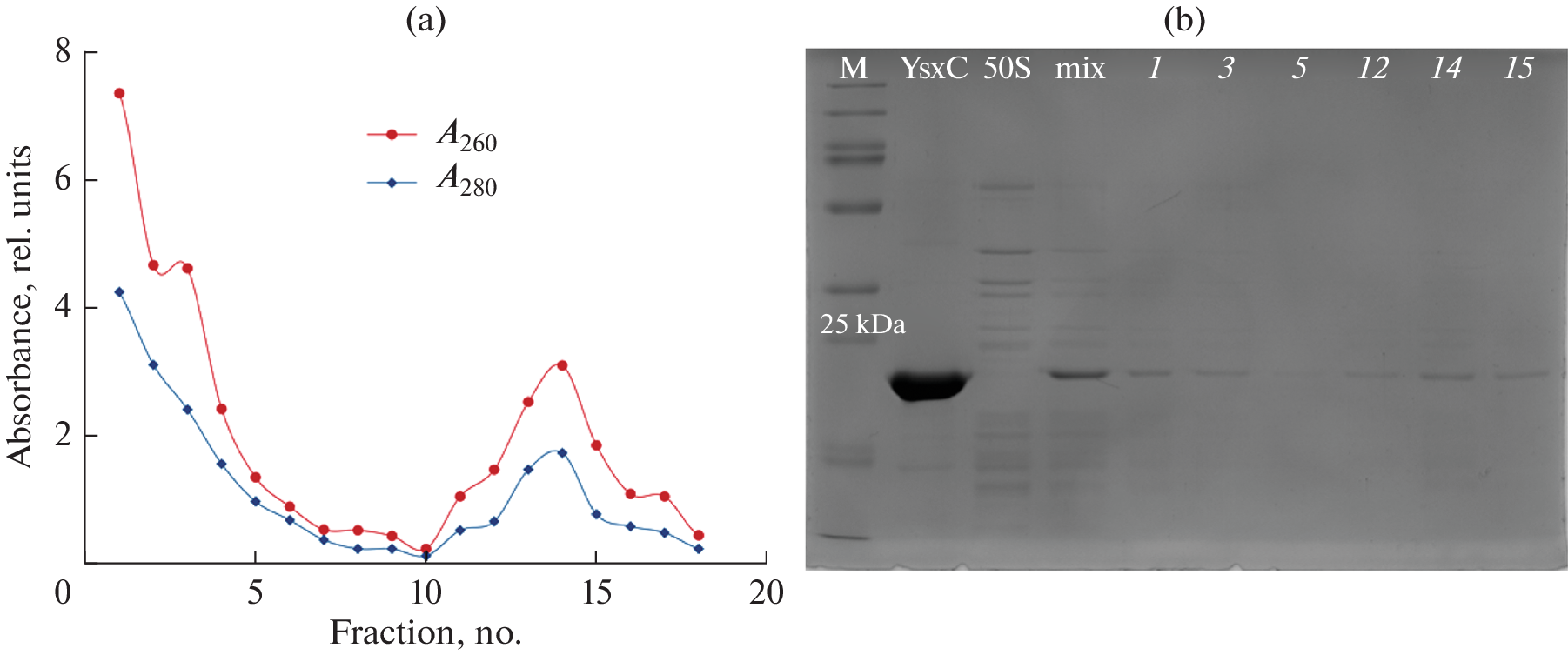 In Vitro Reconstitution of the  50S Ribosomal Subunit–GTP-Binding Factor YsxC Complex for Structural Studies