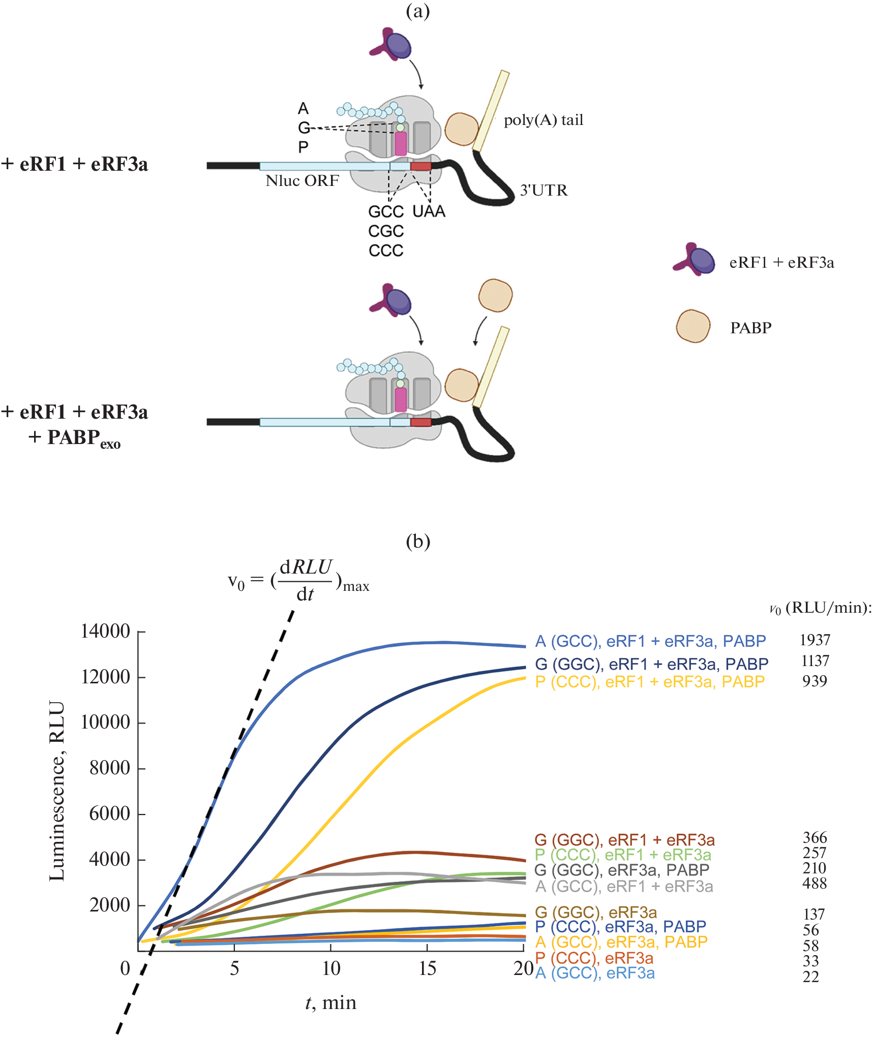 The CCC Proline Codon Preceding a Stop Codon Modulates Translation Termination in Eukaryotes Depending on the Molecular Context