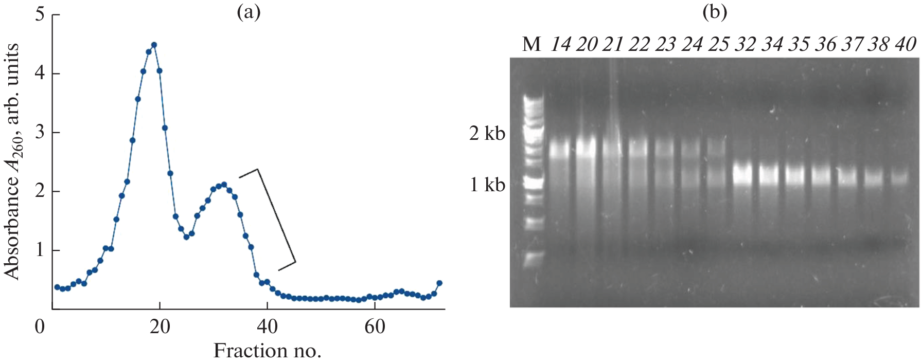Assembly of a Complex of an Immature 30S Ribosomal Subunit and the Era GTPase Maturation Factor from  In Vitro for Structural Studies