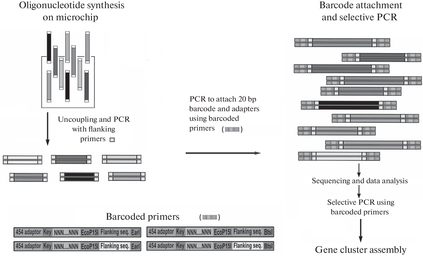 Error Correction Techniques in Synthetic Oligonucleotides and Synthetic DNA