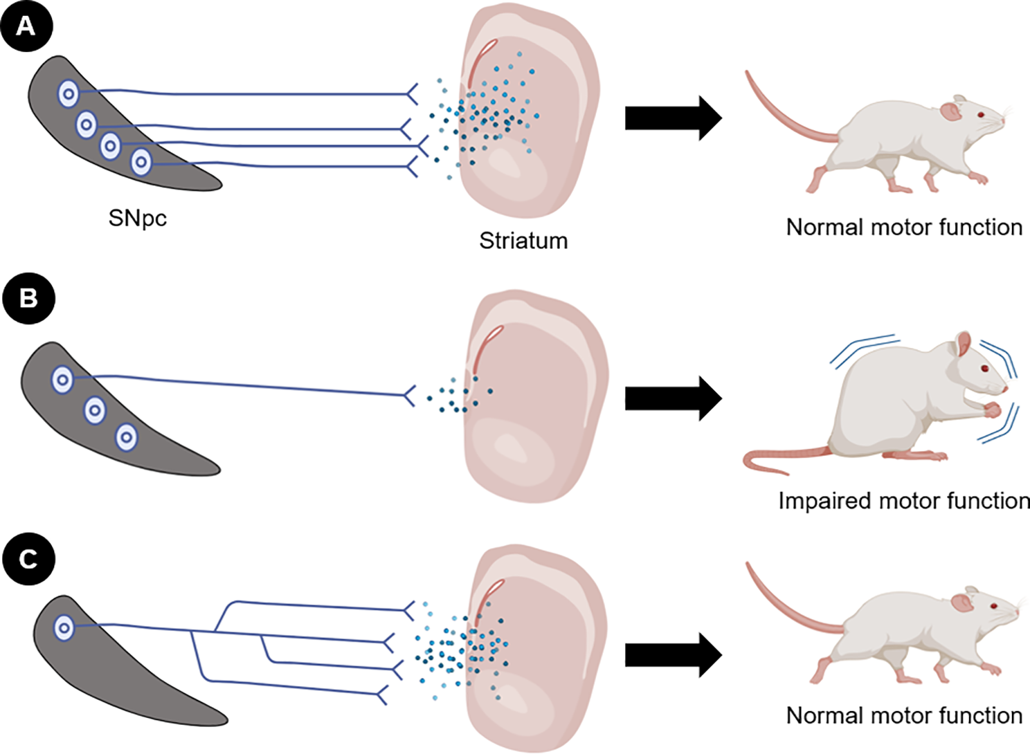Neurodegeneration in Parkinson’s disease: are we looking at the right spot?