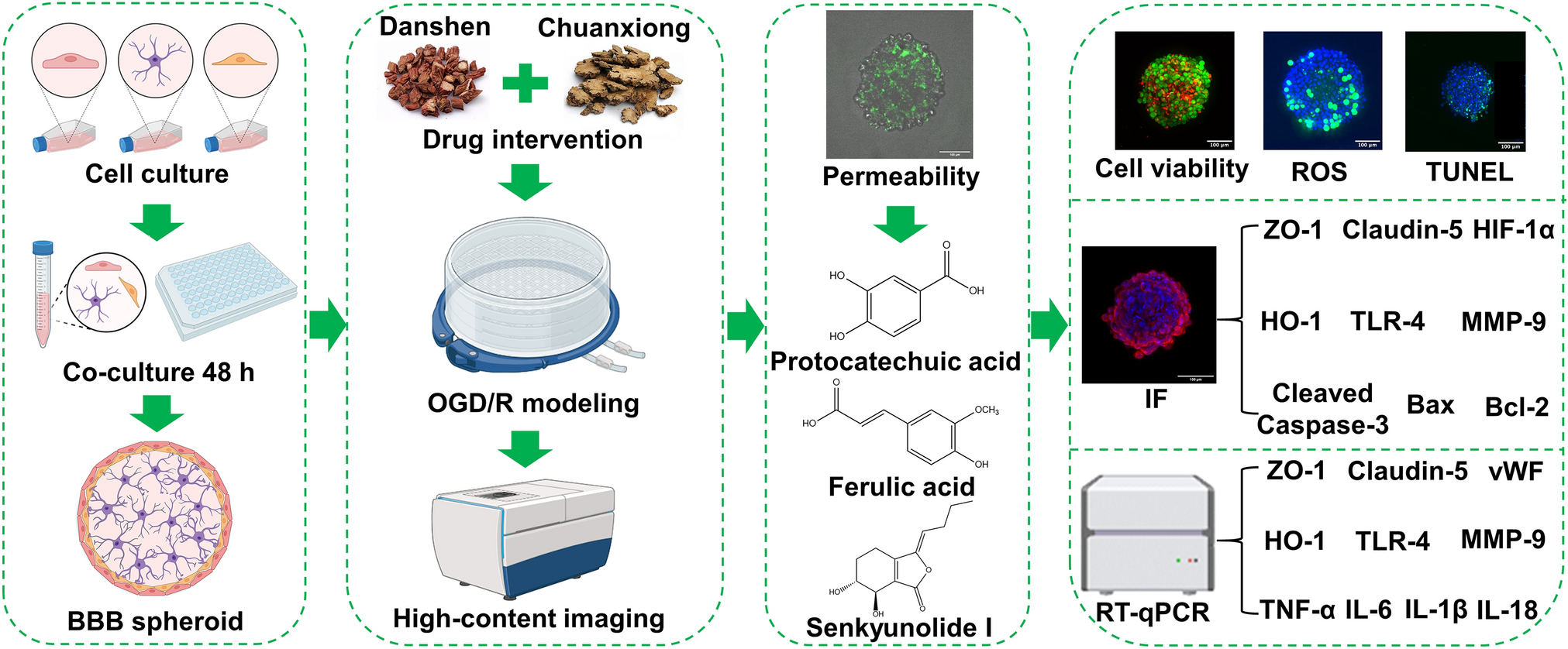 Discovery of active compounds in Danshen–Chuanxiong formula for blood–brain barrier protection: a multi-parametric study using an OGD/R-induced spheroid model