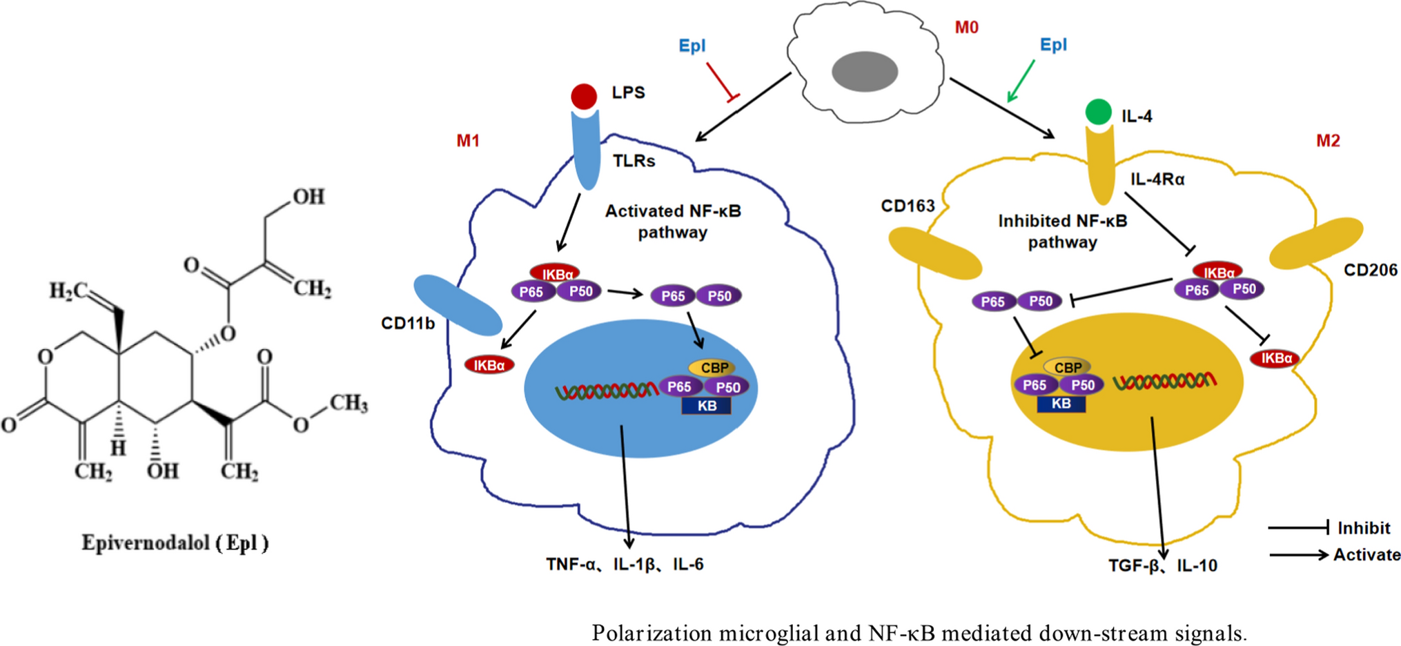 Anti-neuroinflammatory effects of epivernodalol, a sesquiterpene from  (L.) Willd., in lipopolysaccharide-stimulated murine microglial cells