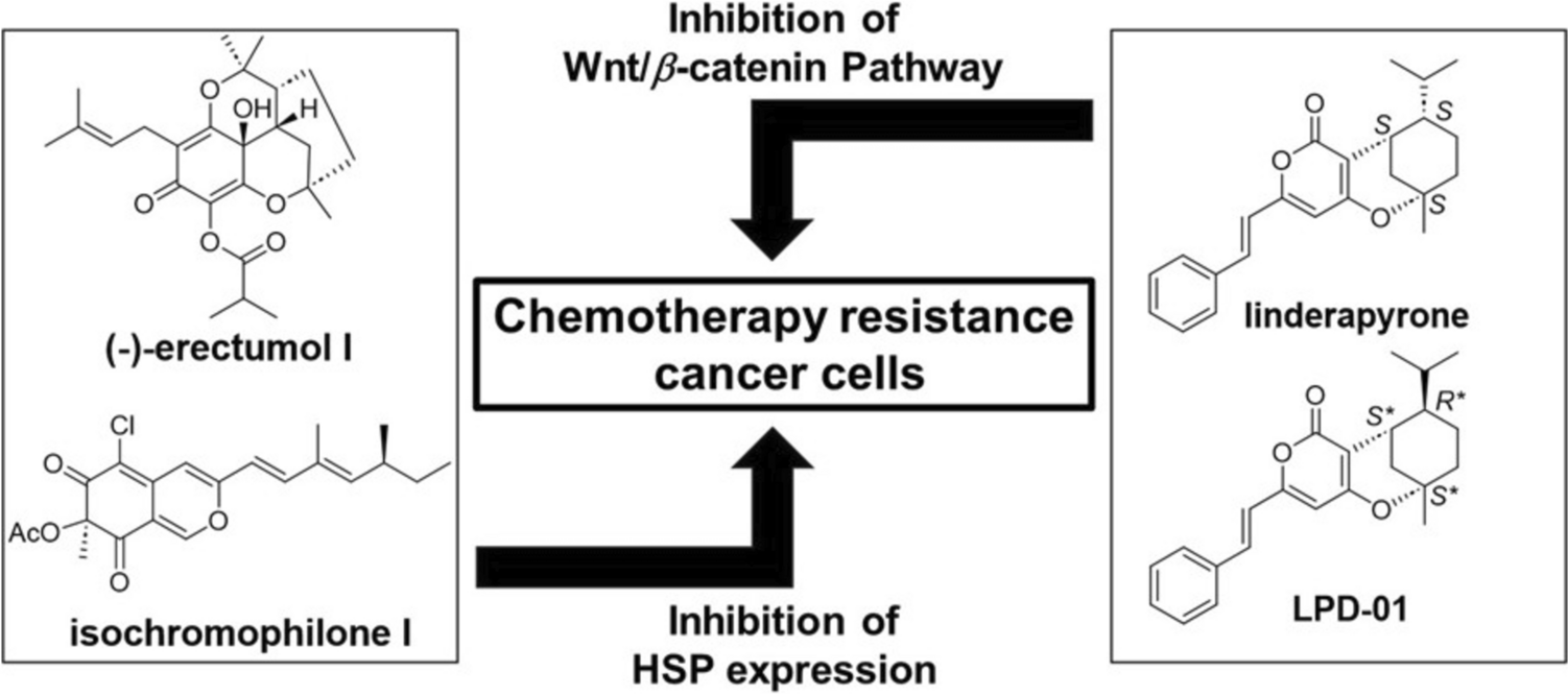 Investigation and development of natural products that target chemotherapy resistance factors in cancer cells
