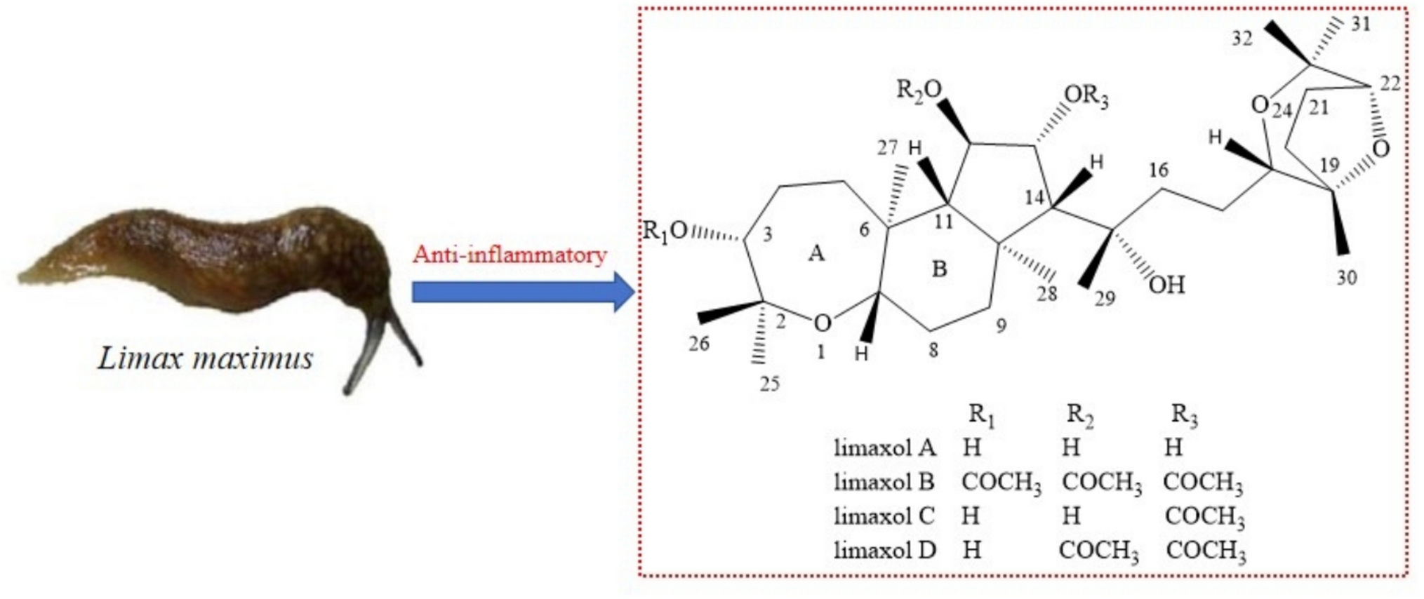 Unprecedented triterpenes with anti-inflammatory activity from