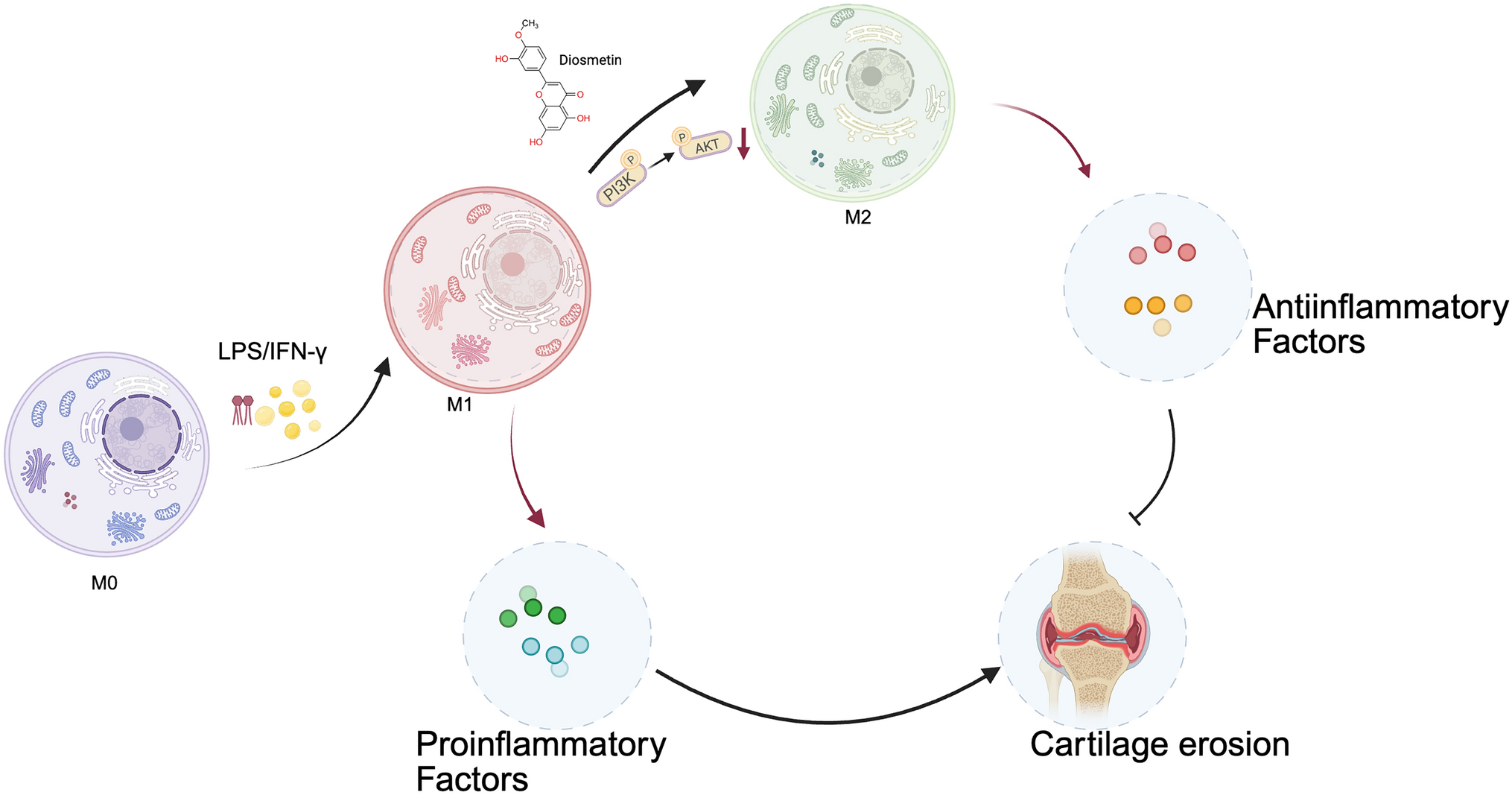 Diosmetin alleviates osteoarthritis through modulating the polarization of macrophages by inhibiting the PI3K/Akt signaling pathway
