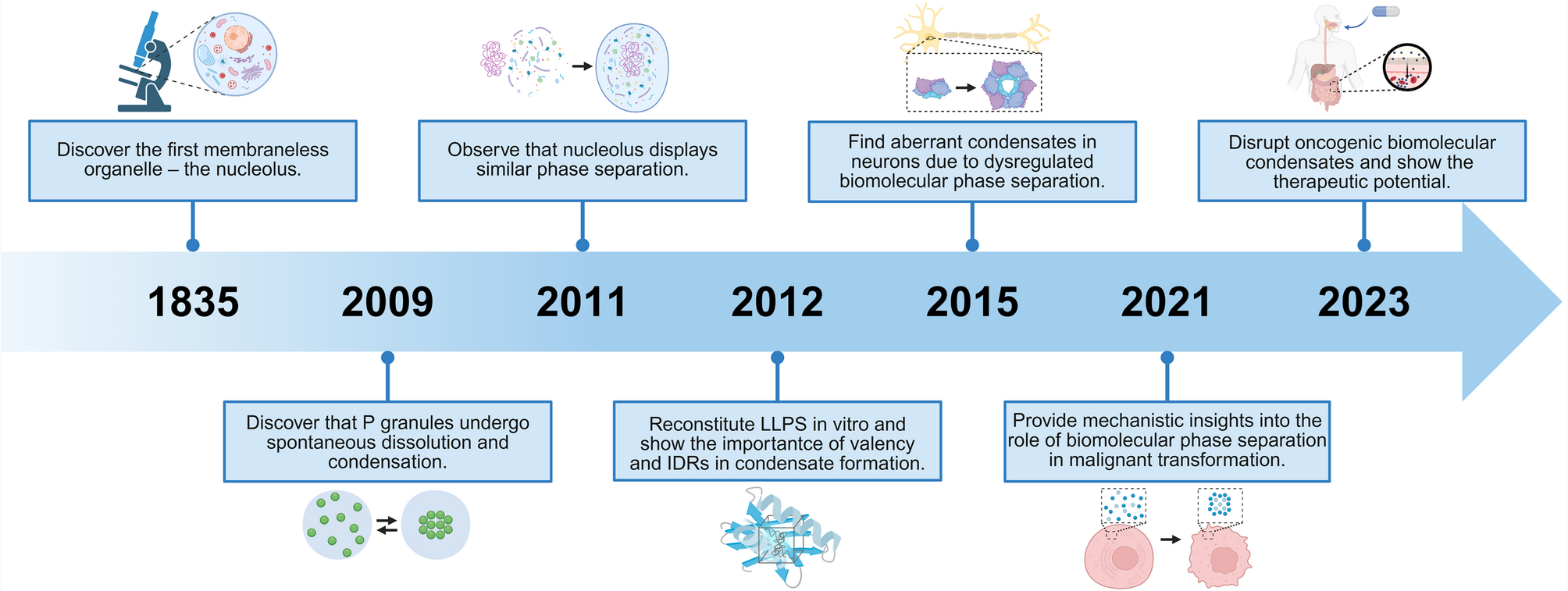 Biomolecular phase separation in tumorigenesis: from aberrant condensates to therapeutic vulnerabilities