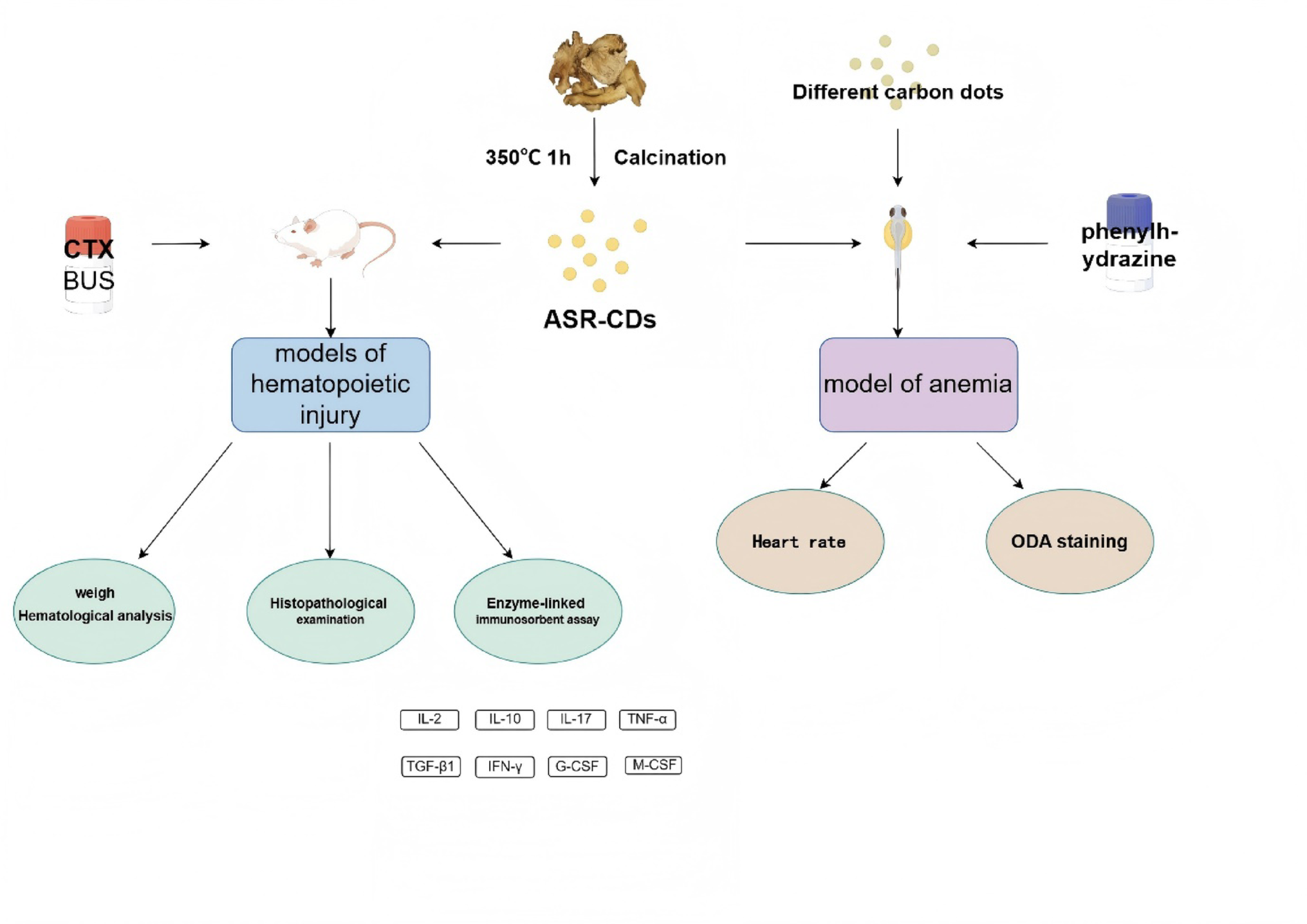 Therapeutic potential of  derivatized carbon dots in ameliorating chemotherapy-induced anemia