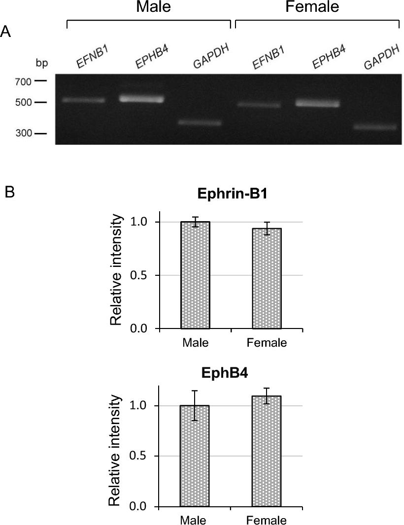 Ephrin-B1 and EphB4 expression and localization in steroidogenic cells of mouse adrenal gland