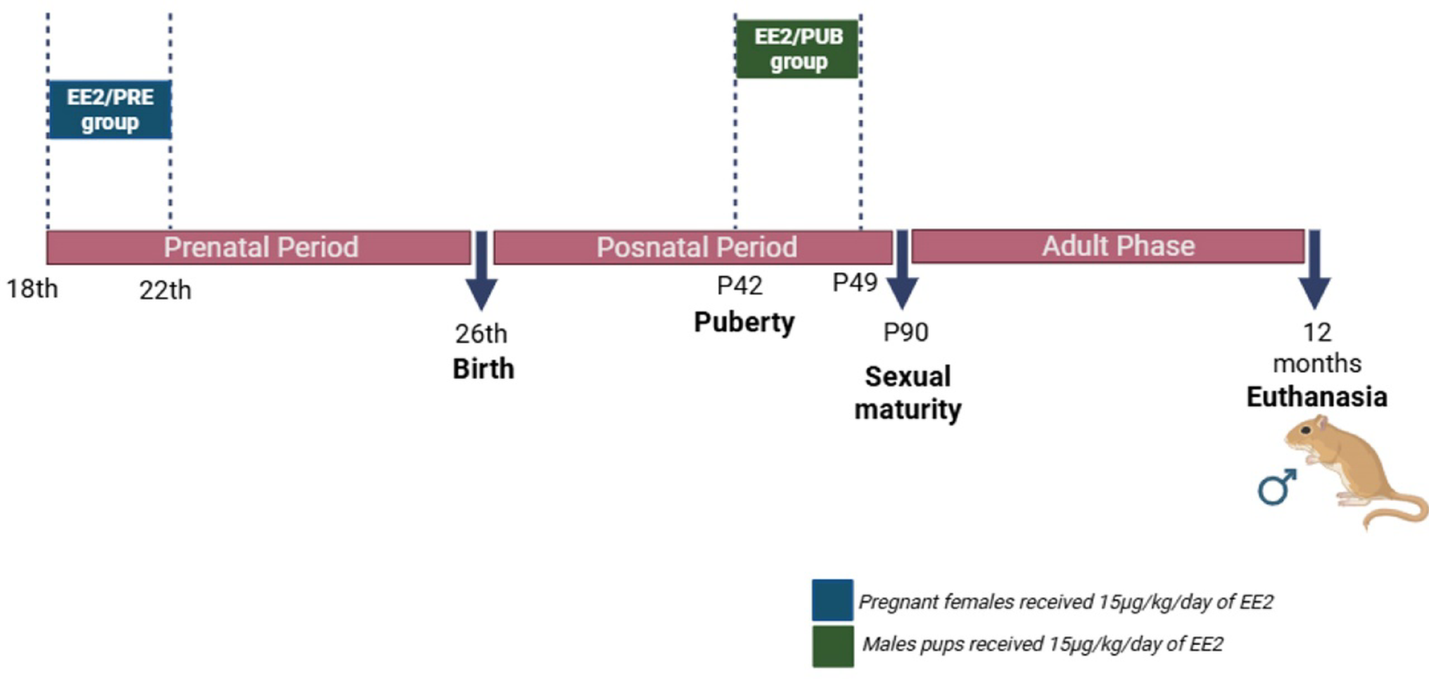 Prenatal and pubertal exposure to ethinylestradiol induces Long-Term stromal and epithelial changes in the gerbil dorsal prostate
