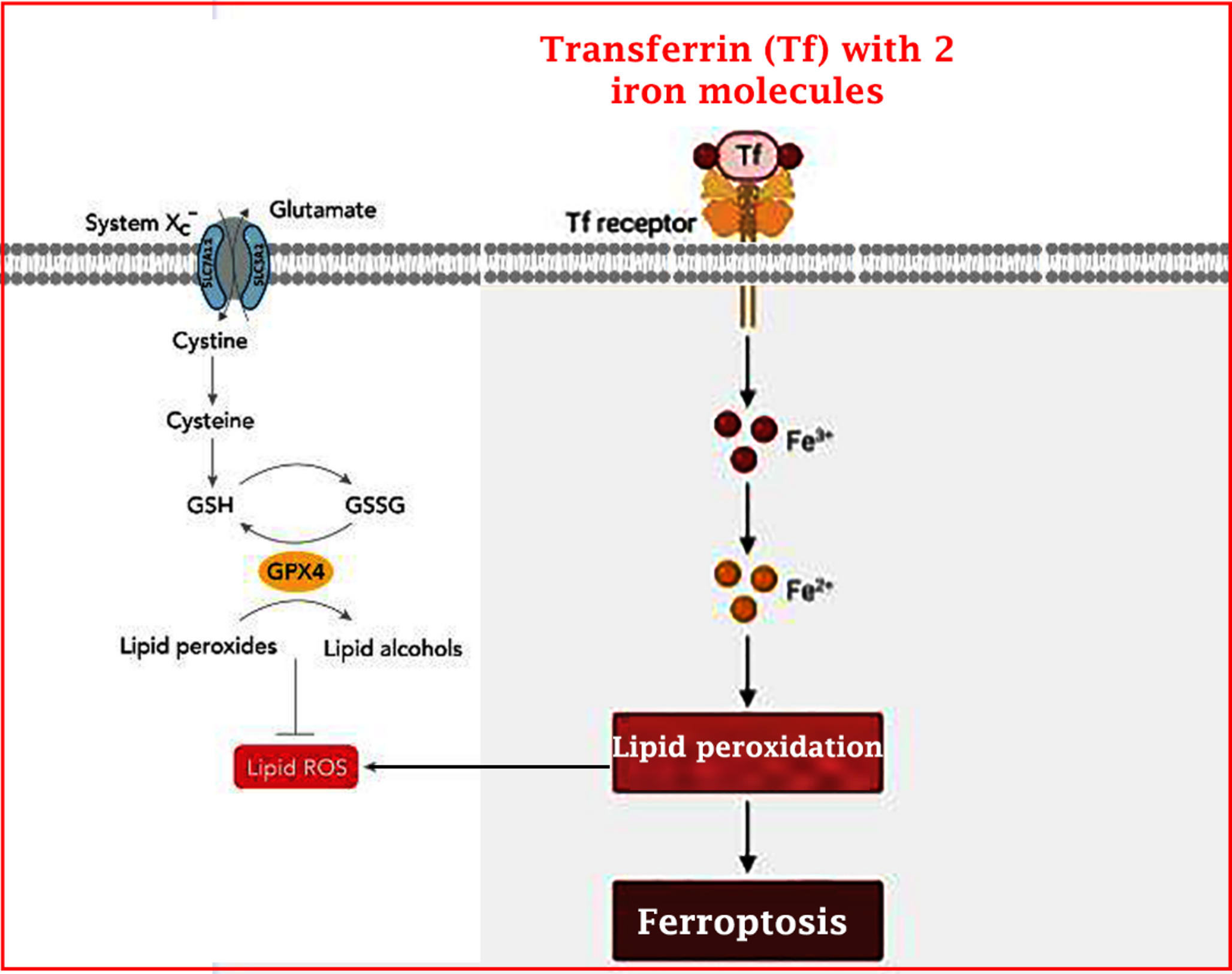 Ferroptosis: a novel pathway in the pathogenesis and treatment of endometriosis