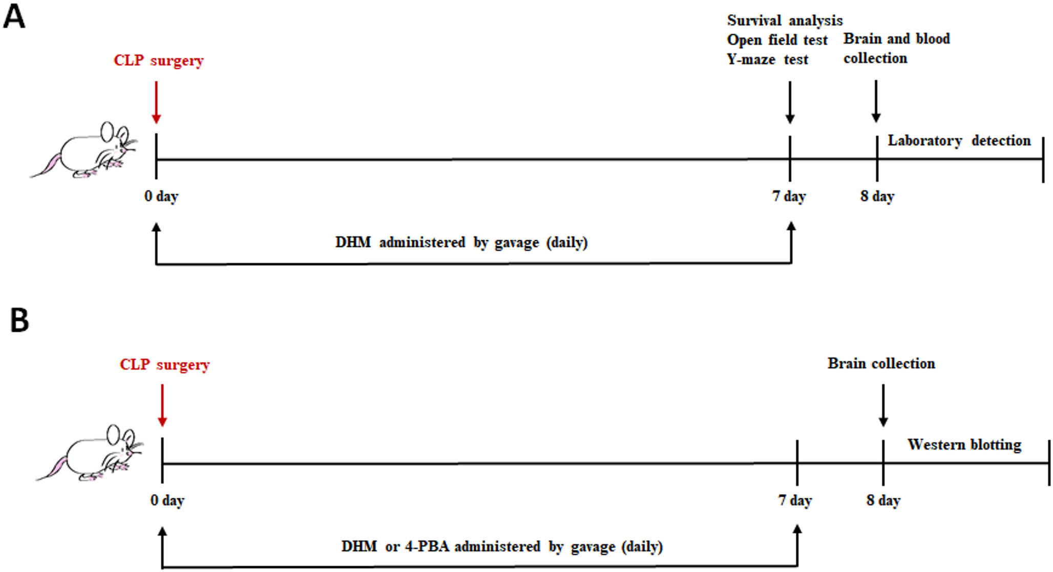 Dihydromyricetin protects hippocampal neurons in sepsis-associated encephalopathy by reducing ER stress-mediated apoptosis and inflammation
