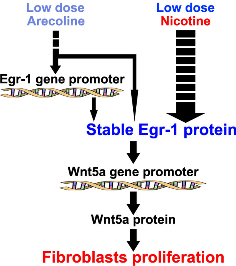 Low-dose nicotine enhances arecoline-induced human oral mucosa fibroblast proliferation by stabilizing Egr-1 protein