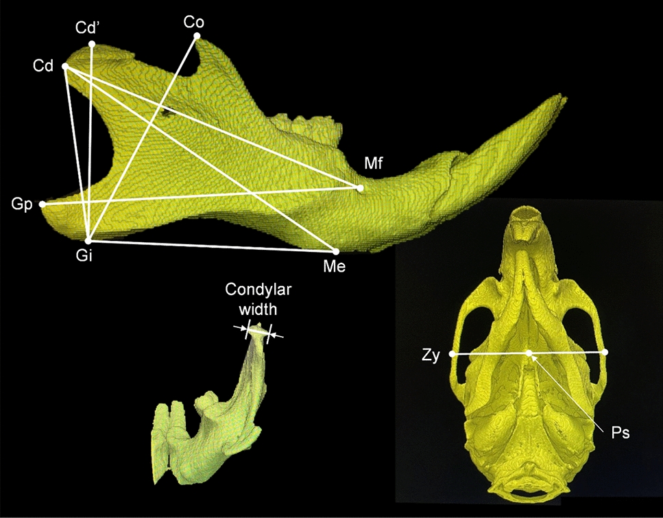 Effect of masseter hypofunction on mandibular growth and masticatory muscle coordination: an in vivo study of animal model