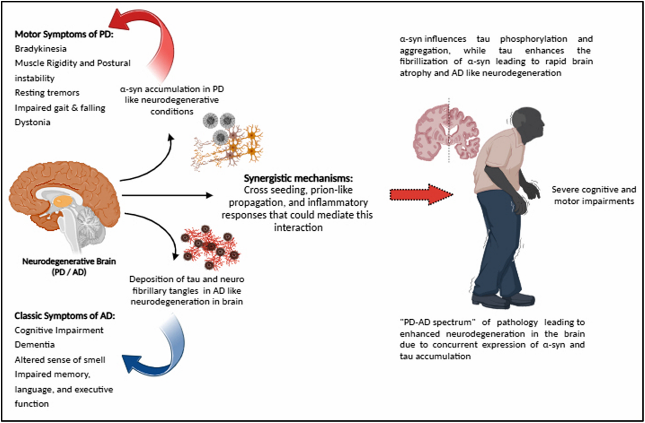 Converging pathologies in neurodegeneration: the mechanistic interplay between α-Synuclein and Tau in Alzheimer’s and Parkinson’s