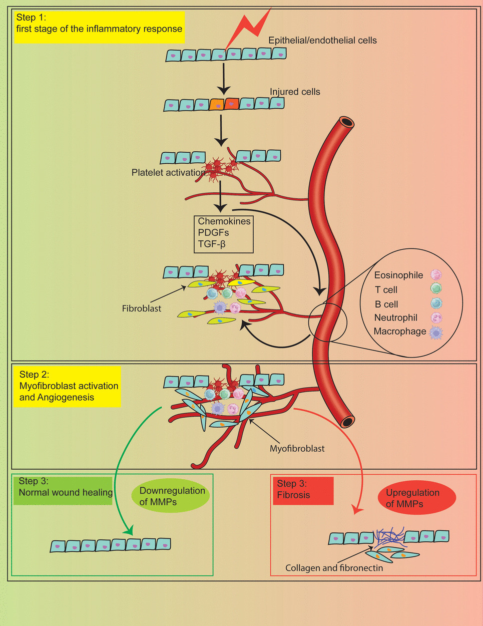 Fibrotic Disease: from Signaling Pathways and Biomarkers to Molecular Imaging