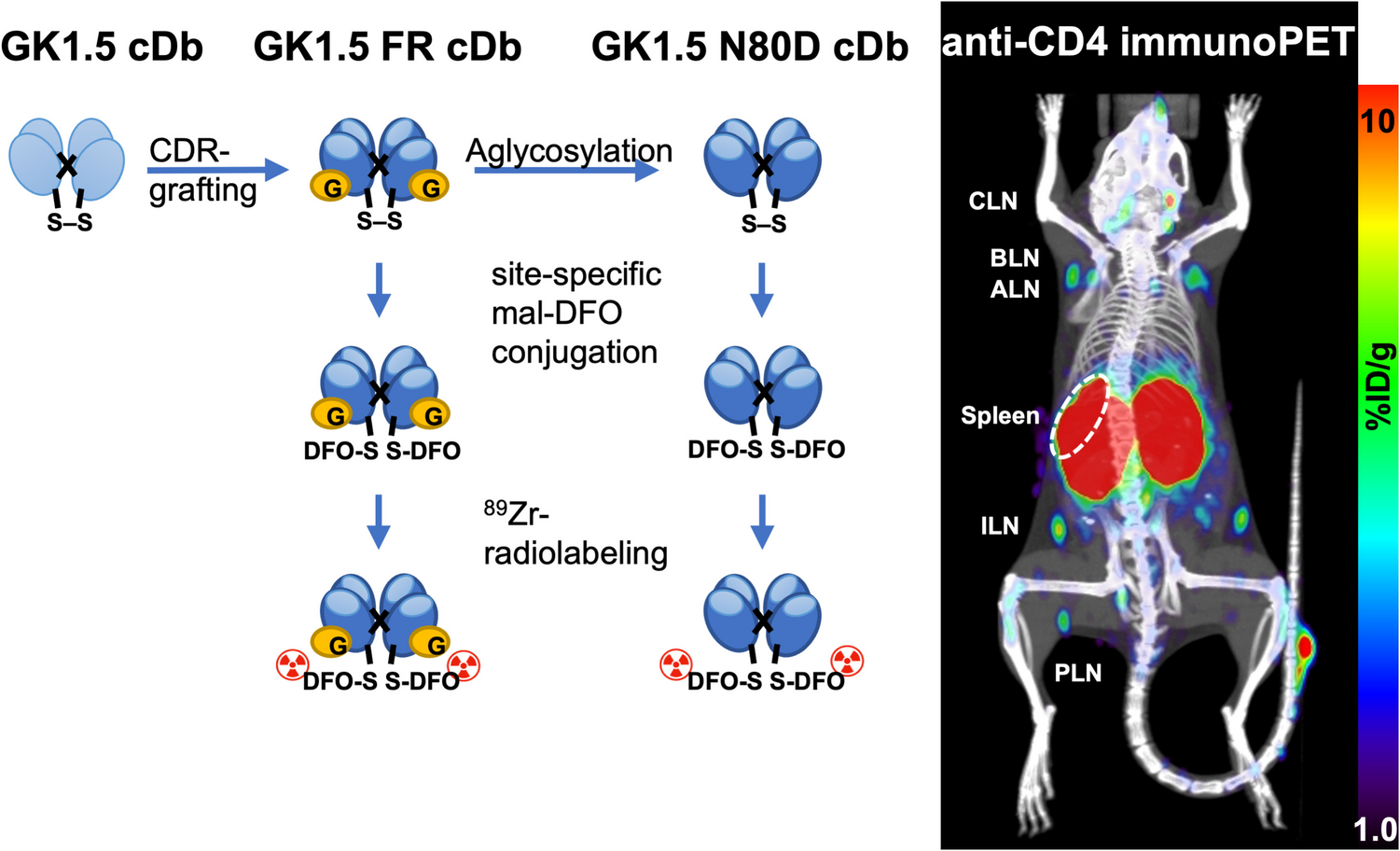 Reengineered Anti-CD4 Cys-diabody Variants for Zr-immunoPET of CD4 T Cells in Immunocompetent Mice