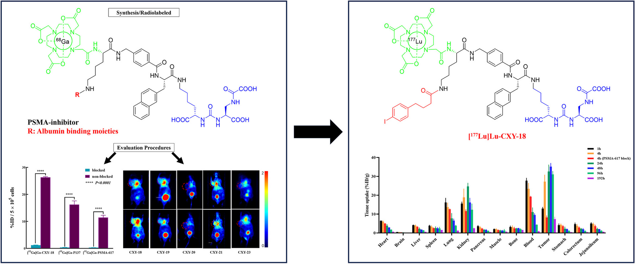 Enhancing the Half-Life of ODAP-Urea Based Radioligands by Incorporating Albumin-Binding Moieties