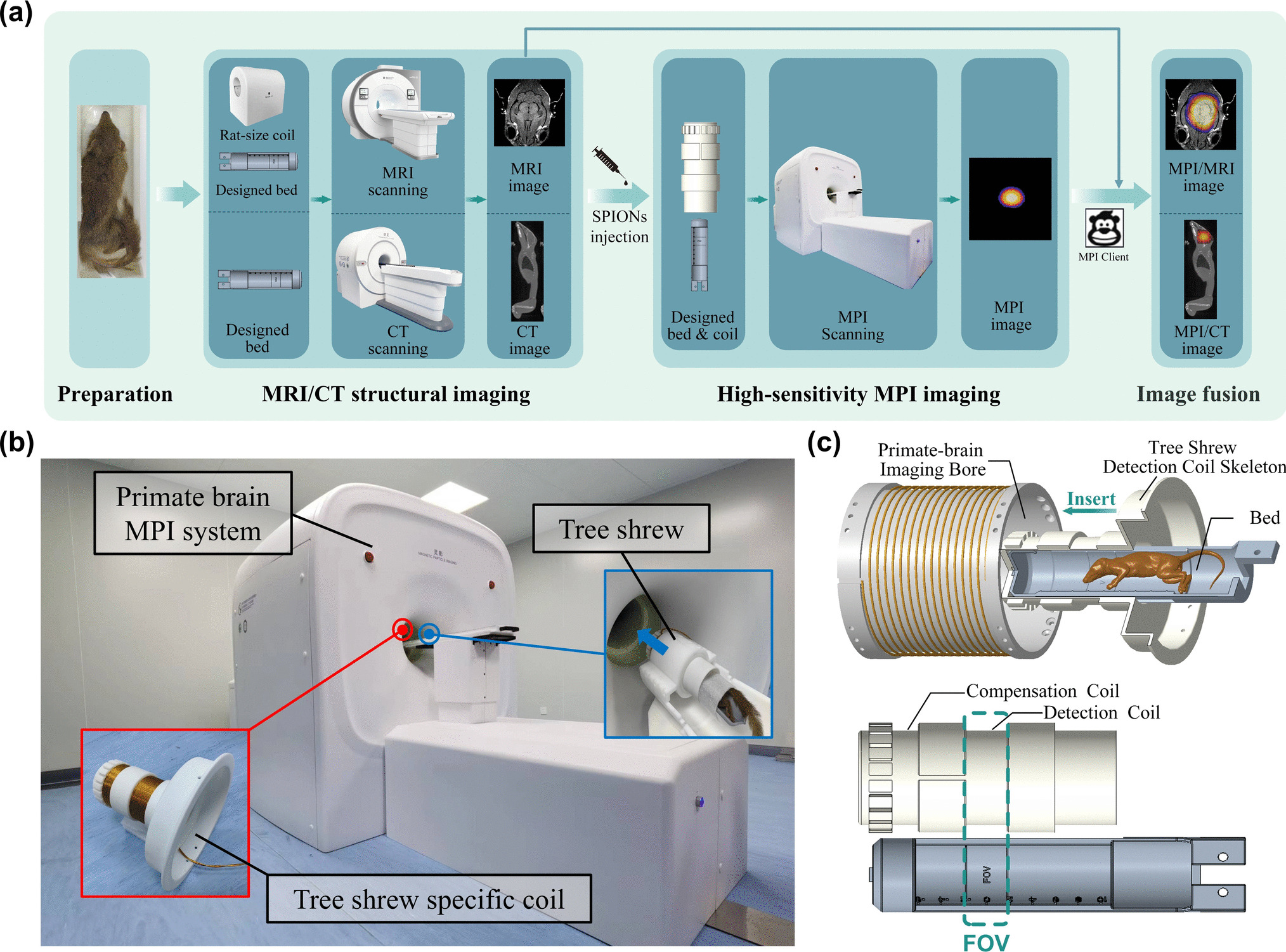In vivo Multimodal Magnetic Particle Imaging for Early Detection of Ischemic Stroke in Tree Shrews