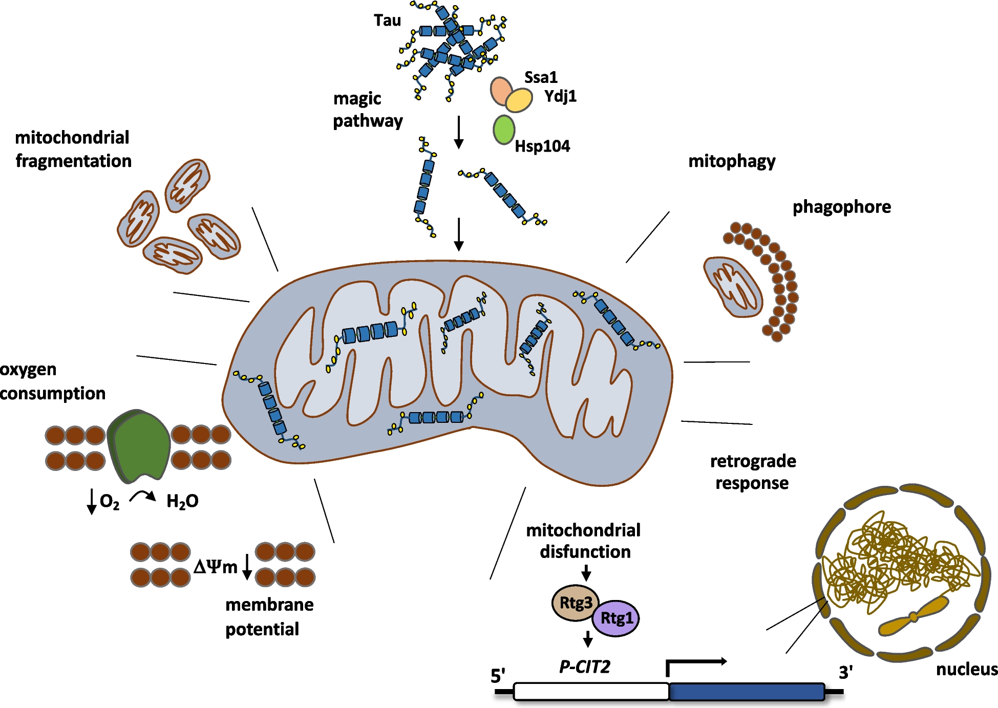 Tau Protein Disrupts Mitochondrial Homeostasis in a Yeast Model: Implications for Alzheimer’s Disease