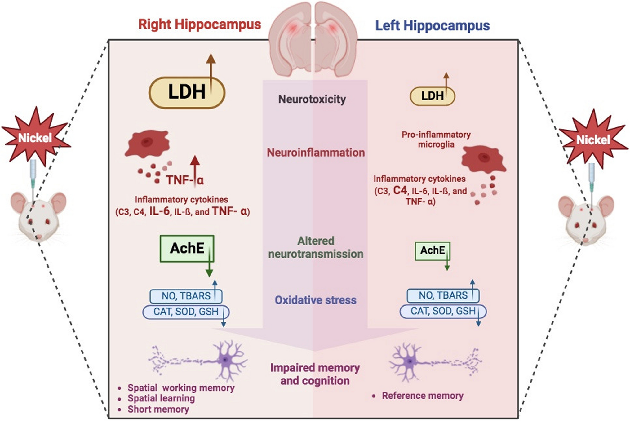 Investigating Hippocampal Lateralization: Effects of Nickel on Neurobiological, AchE Activity, and Neurobehavioral Changes in the Wistar Rats