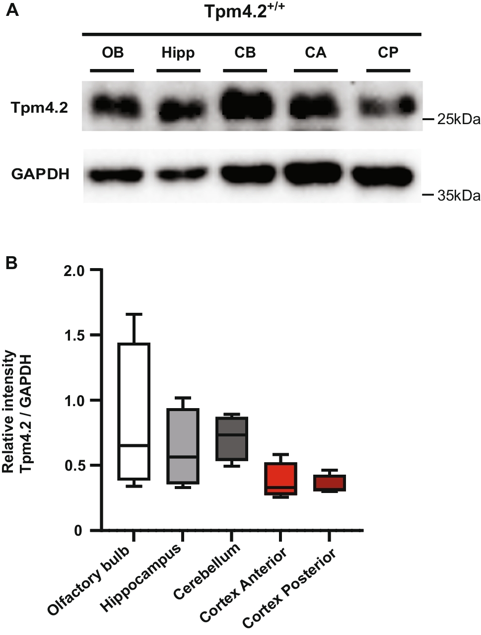 Knock-out of Tpm4.2/Actin Filaments Alters Neuronal Signaling, Neurite Outgrowth, and Behavioral Phenotypes in Mice