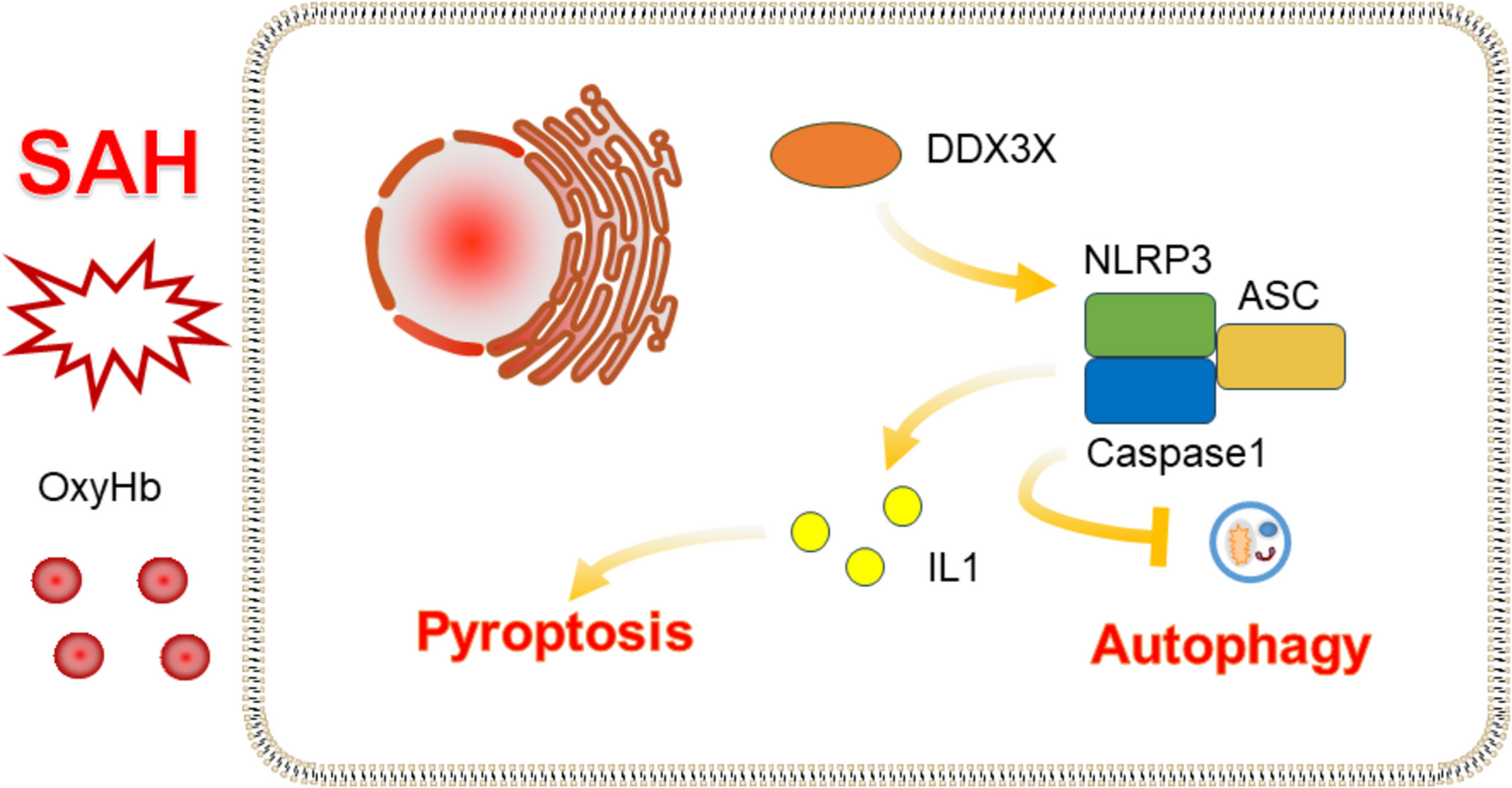 DDX3X Aggravates Neuronal Pyroptosis and Inhibits Autophagy via NLRP3 Inflammasome After Experimental Subarachnoid Hemorrhage