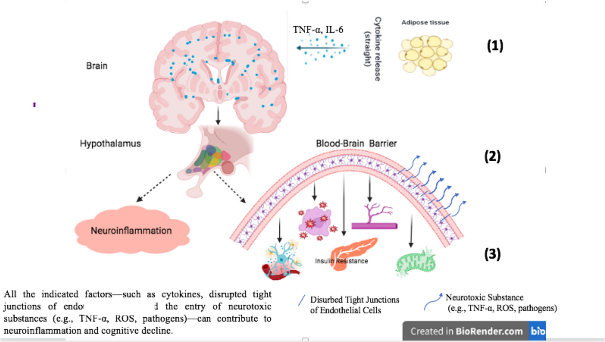 Obesity and Cognitive Function: Leptin Role Through Blood–Brain Barrier and Hippocampus