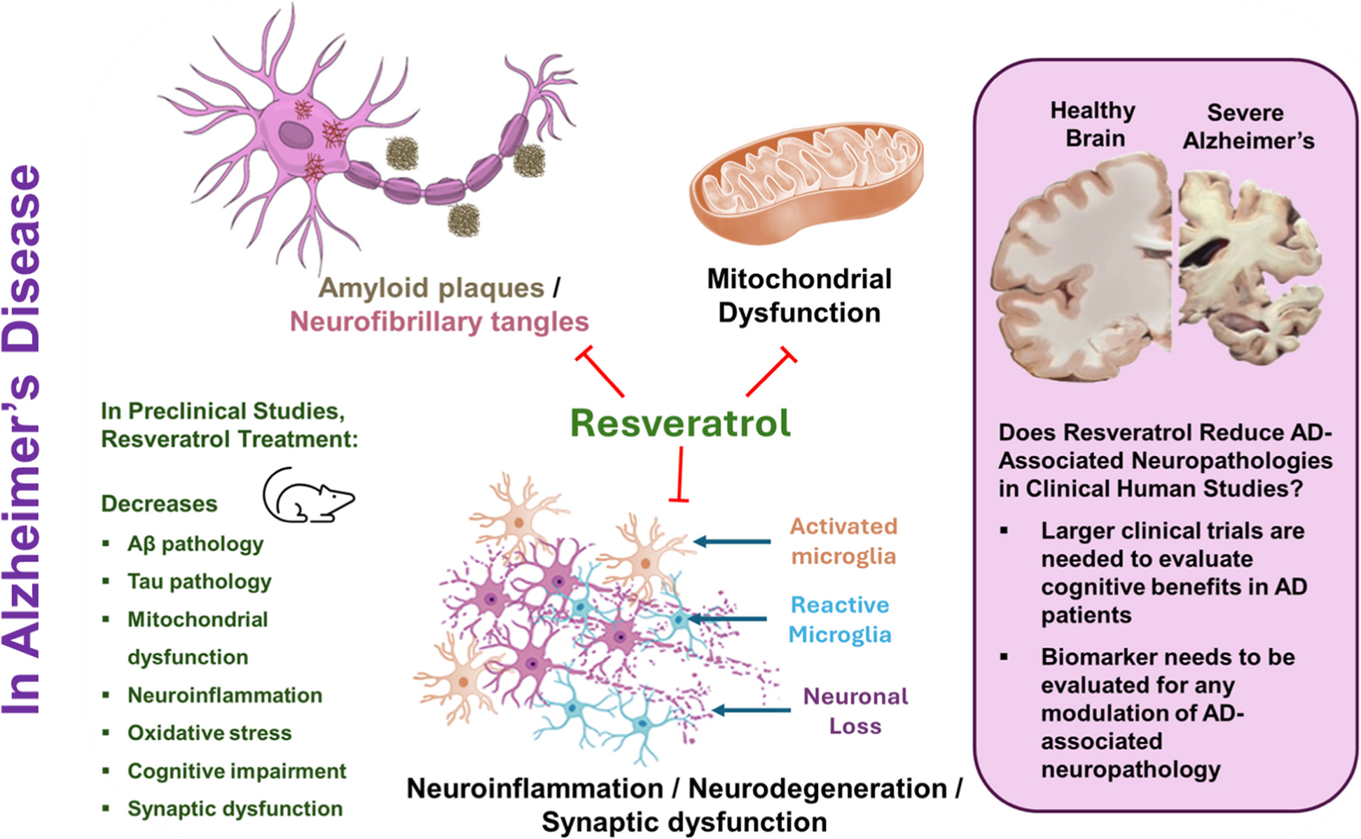 Resveratrol's Multifaceted Potential in Alzheimer’s Disease: Insights from Preclinical and Clinical Evidence
