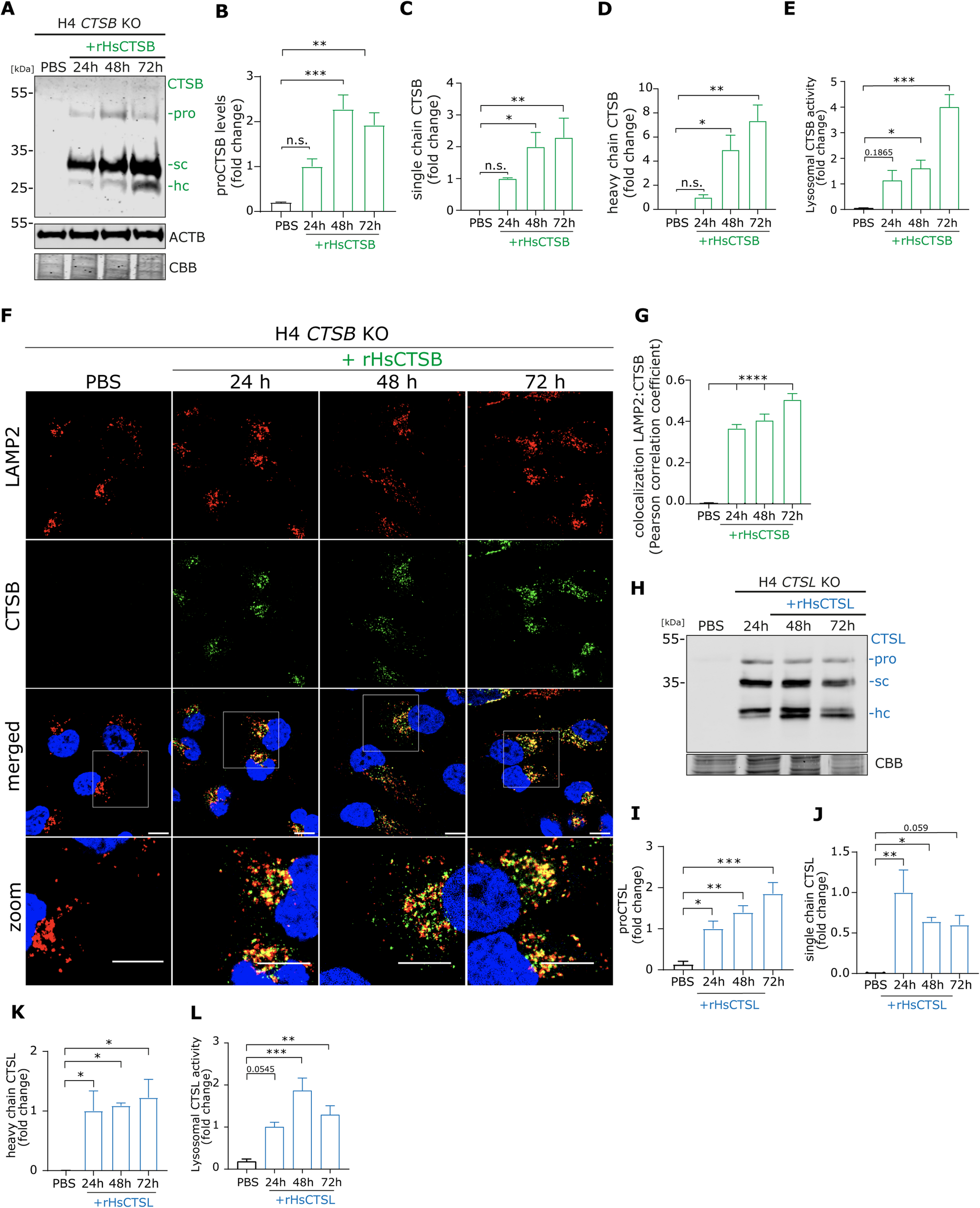 Recombinant cathepsins B and L promote α-synuclein clearance and restore lysosomal function in human and murine models with α-synuclein pathology