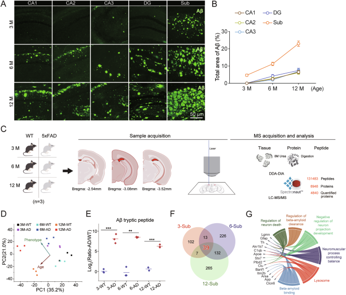 Hyperactivity of subicular parvalbumin interneurons drives early amyloid pathology and cognitive deficits in Alzheimer’s disease