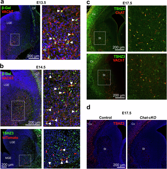 Altered striosome-matrix distribution and activity of striatal cholinergic interneurons in a model of autism-linked repetitive behaviors