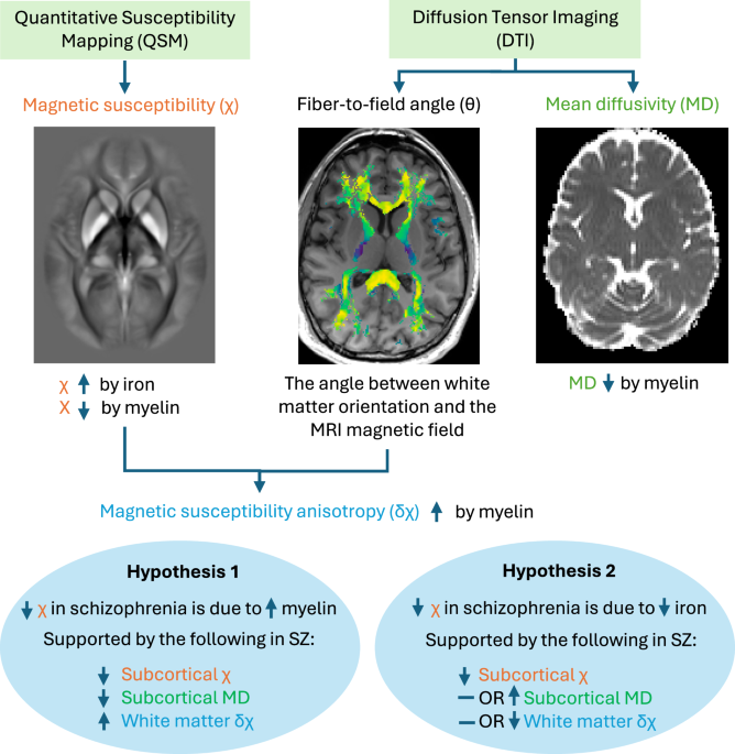 The role of low subcortical iron, white matter myelin, and oligodendrocytes in schizophrenia: a quantitative susceptibility mapping and diffusion tensor imaging study