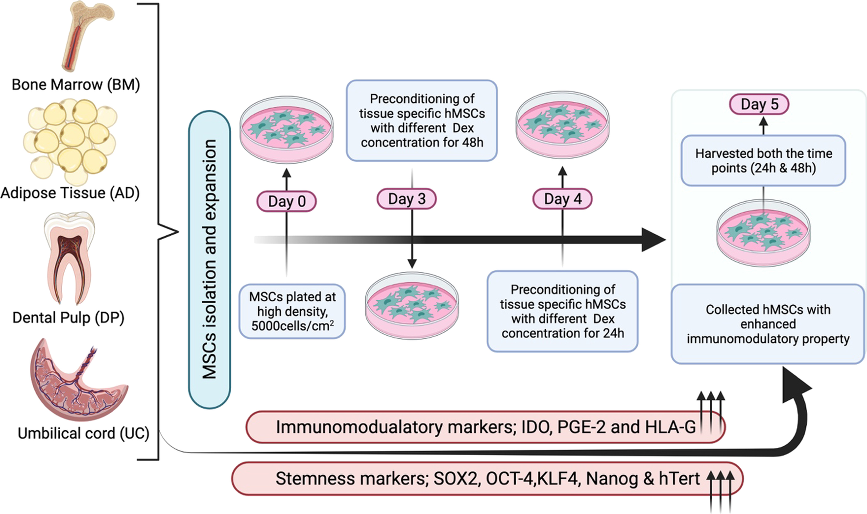Dexamethasone priming enhances stemness and immunomodulatory property of tissue-specific human mesenchymal stem cells